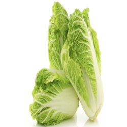 Chinese Cabbage